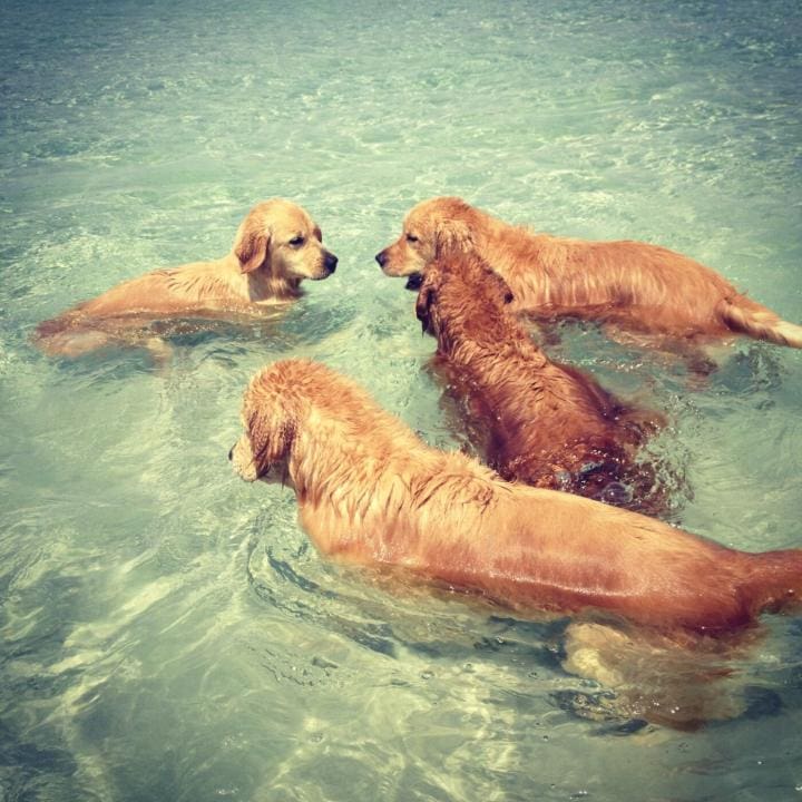 crabpups | Beach Condos in Destin #