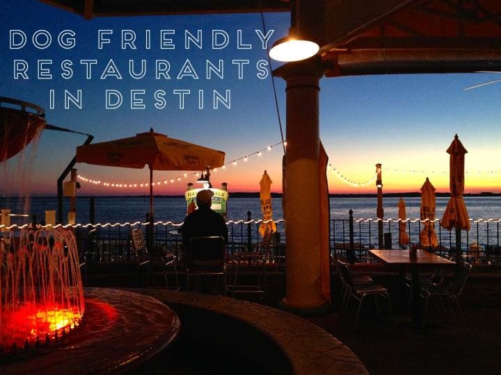 dog Friendly Restuarants in destin | Beach Condos in Destin #Where to take your dog destin