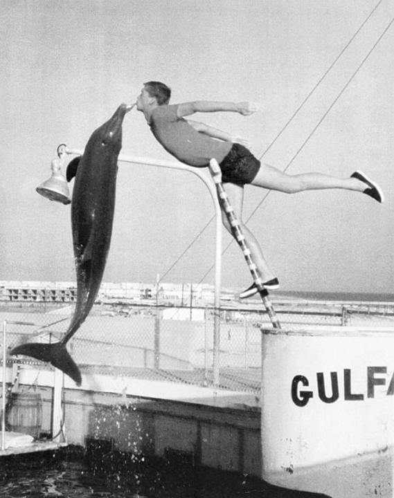 Gulfarium | Beach Condos in Destin #