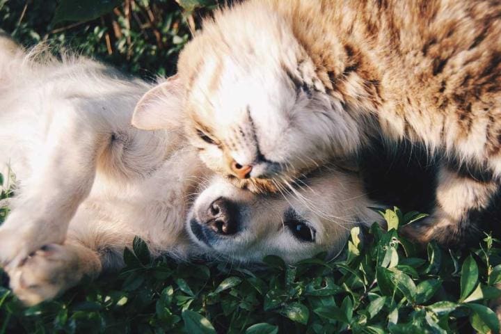 | Beach Condos in Destin #Pet friendly vacation rentals in Destin, FL