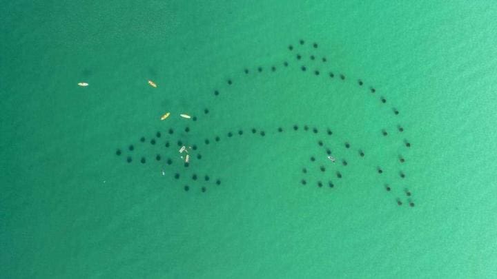 diving in destin 1 | Beach Condos in Destin #