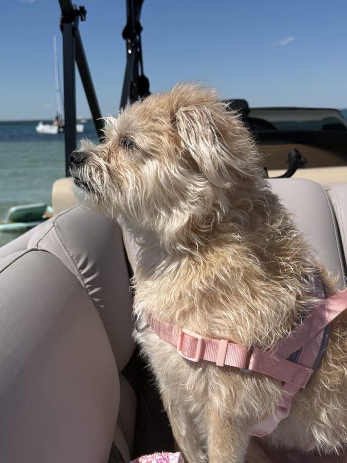 IMG_0176 1 | Beach Condos in Destin Pet Friendly boat tour in destin