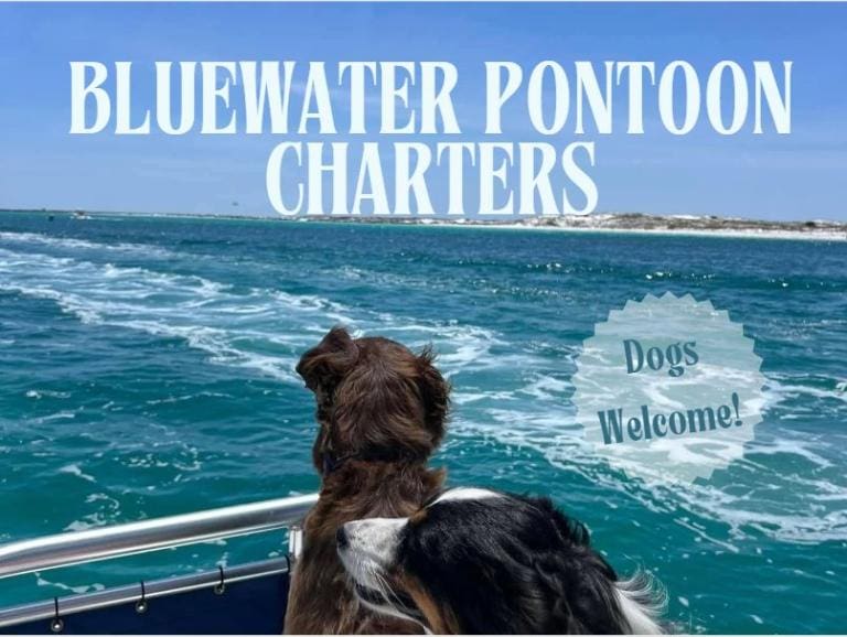 Dog Friendly Destin Boats