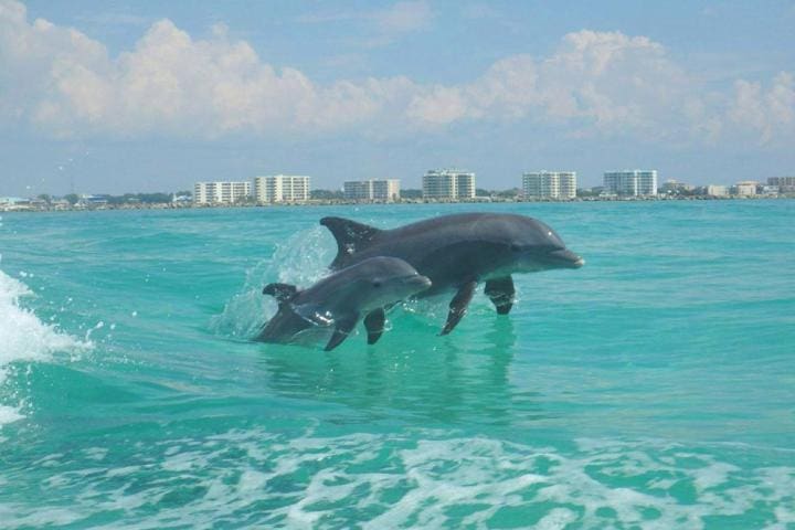 Dolphin-Excursions | Beach Condos in Destin #