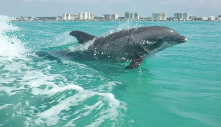 Dolphins along destin beach | Beach Condos in Destin #dolphin in destin