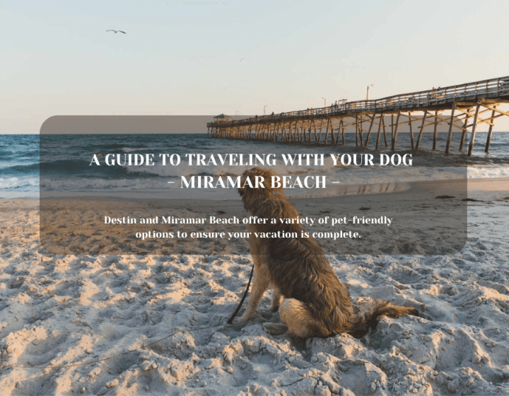 PET-FRIENDLY BEACH TRIP | Beach Condos in Destin #