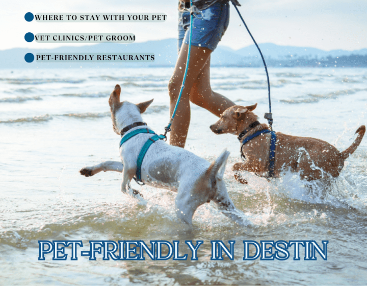 Pet Friendly Destin Fl 1 | Beach Condos in Destin #Miramar Beach Pet Friendly Destin