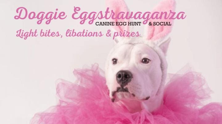 Dog friendly events destin | Beach Condos in Destin #