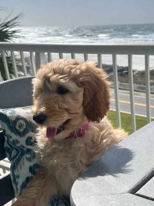 WhatsApp Image 2025-03-05 at 112332 AM | Beach Condos in Destin #