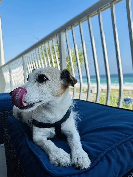 IMG_5228 002 | Beach Condos in Destin #where to stay with a dog in destin