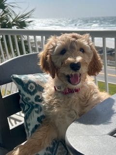 The Complete Guide to Finding the Perfect Stay #where to stay with a pet in destin