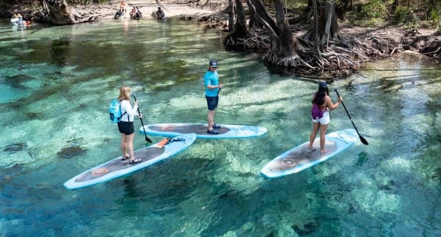Cypress-Springs-Eco-Adventure 2026 | Beach Condos in Destin Cool Off at Florida’s Natural Springs Near Destin | Beach Condos in Destin #People stand-up paddleboarding on a clear turquoise river beside large tree roots, wearing life jackets and backpacks.
