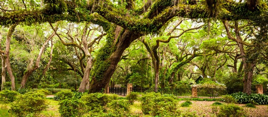 State Parks Near Destin/Miramar Beach | Beach Condos in Destin #Shaded park with large leafy trees, trimmed shrubs, and a black iron fence in the background.