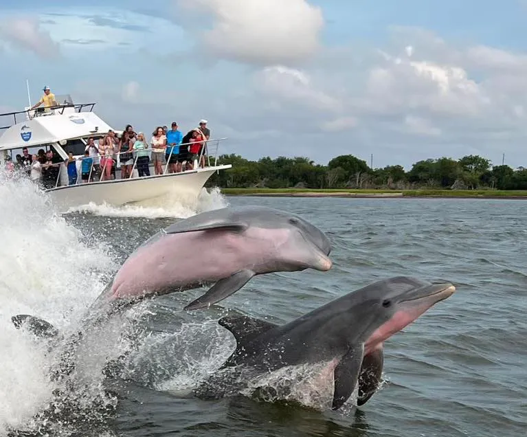 Watersport Activities in Destin | Beach Condos in Destin #Tour boat speeding through water as two dolphins leap beside it with onlookers on deck.